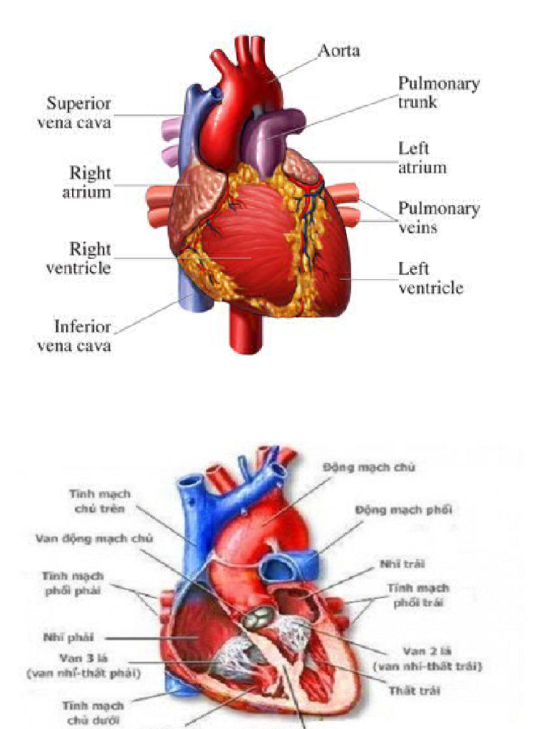 Lesson 3 - Circulatory System | PDF | Heart | Atrium (Heart)
