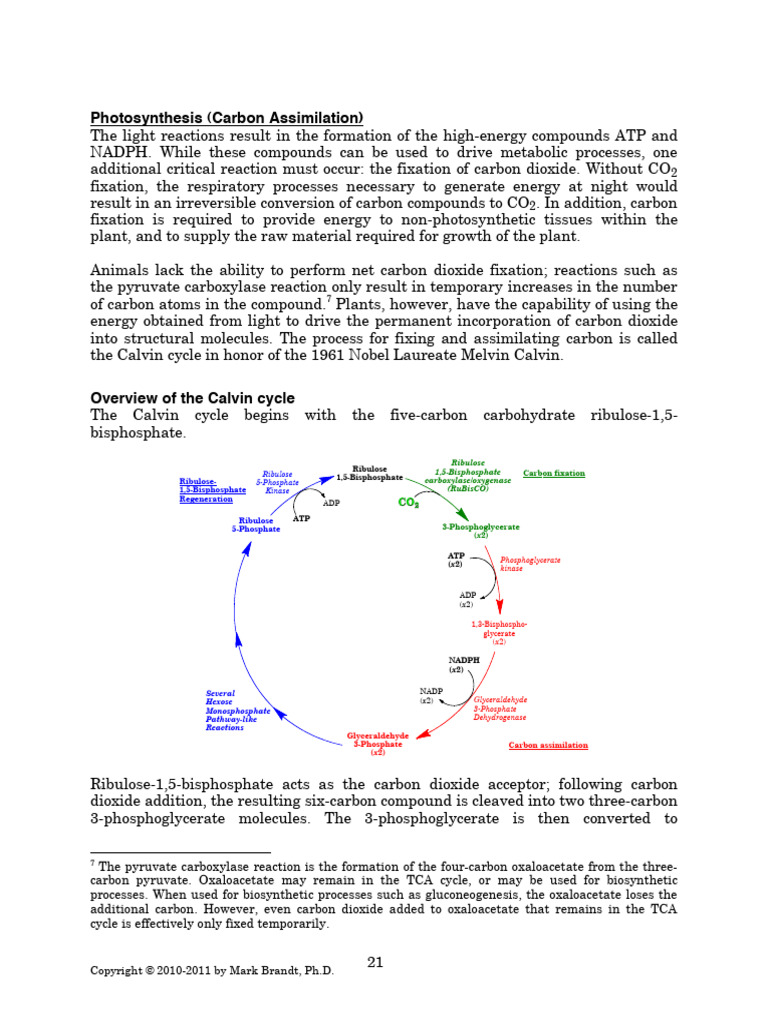 Understanding the Calvin Cycle Process | PDF | Nicotinamide Adenine ...