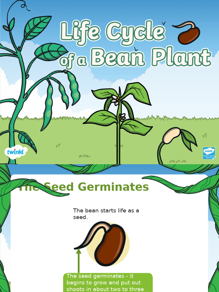 Life Cycle of a Bean Plant Explained | PDF
