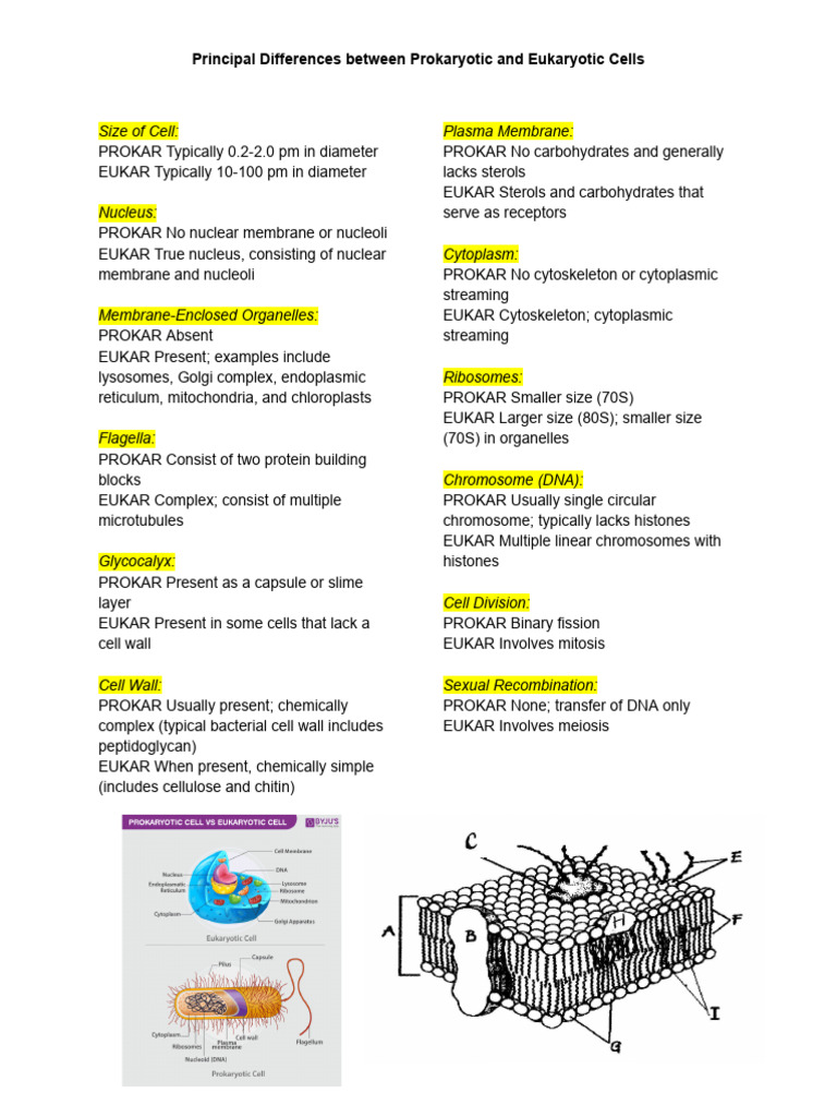 Principal Differences Between Prokaryotic and Eukaryotic Cells | PDF