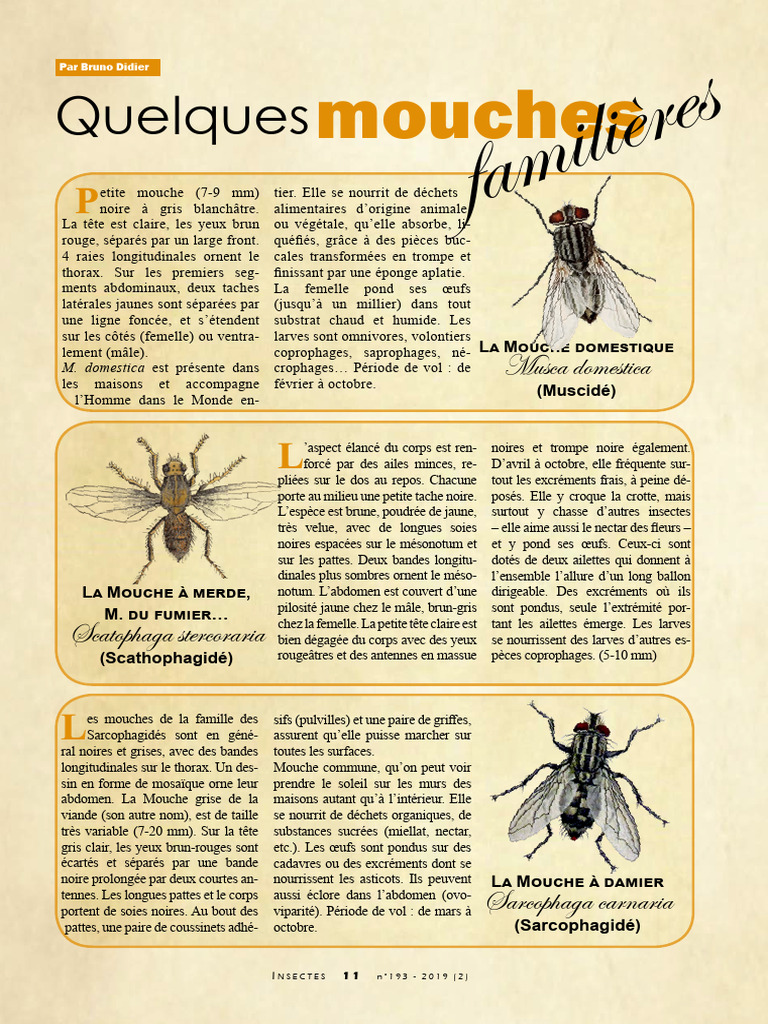 Types de mouches et moucherons | PDF | Mouche | Insectes