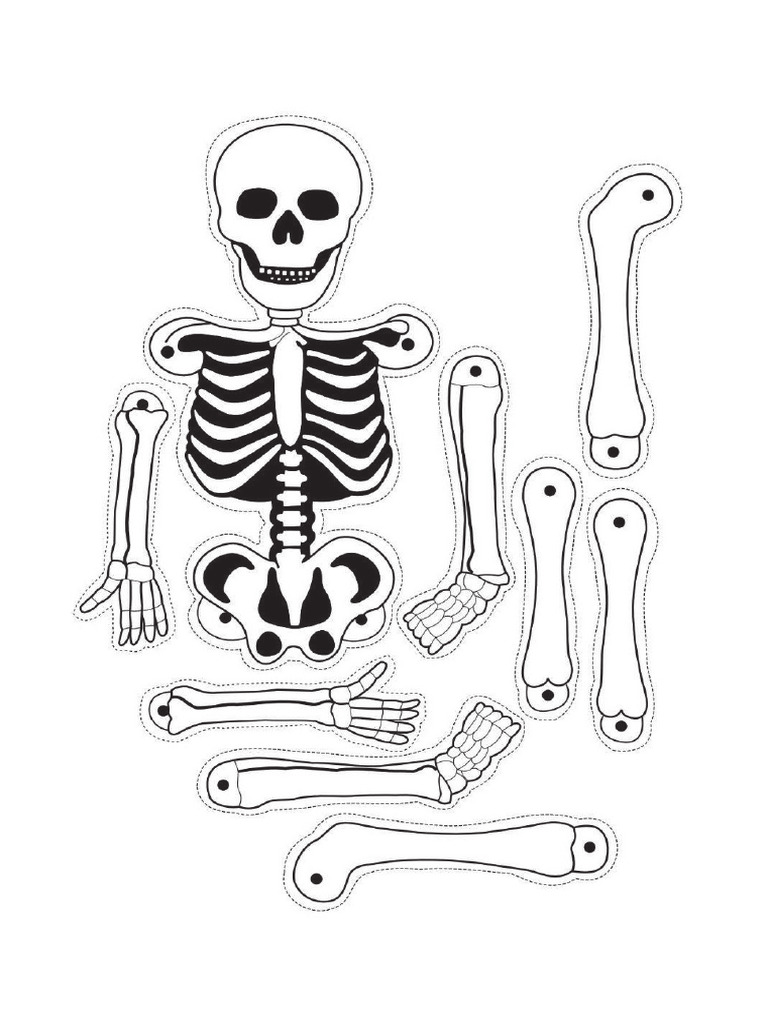 Skeleton | PDF