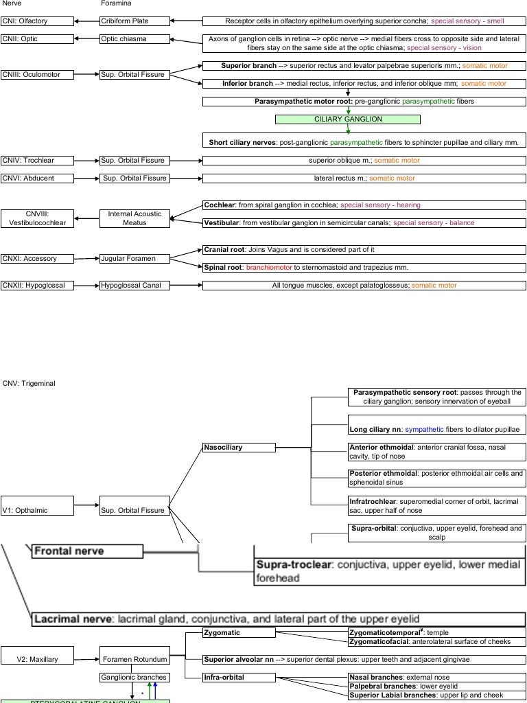 Cranial Nerves Flowchart | PDF