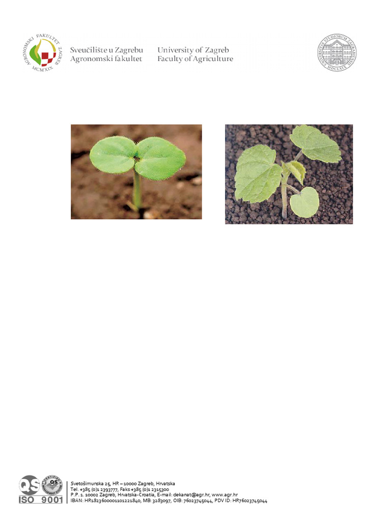 Homework Weed Seedling Identification | PDF
