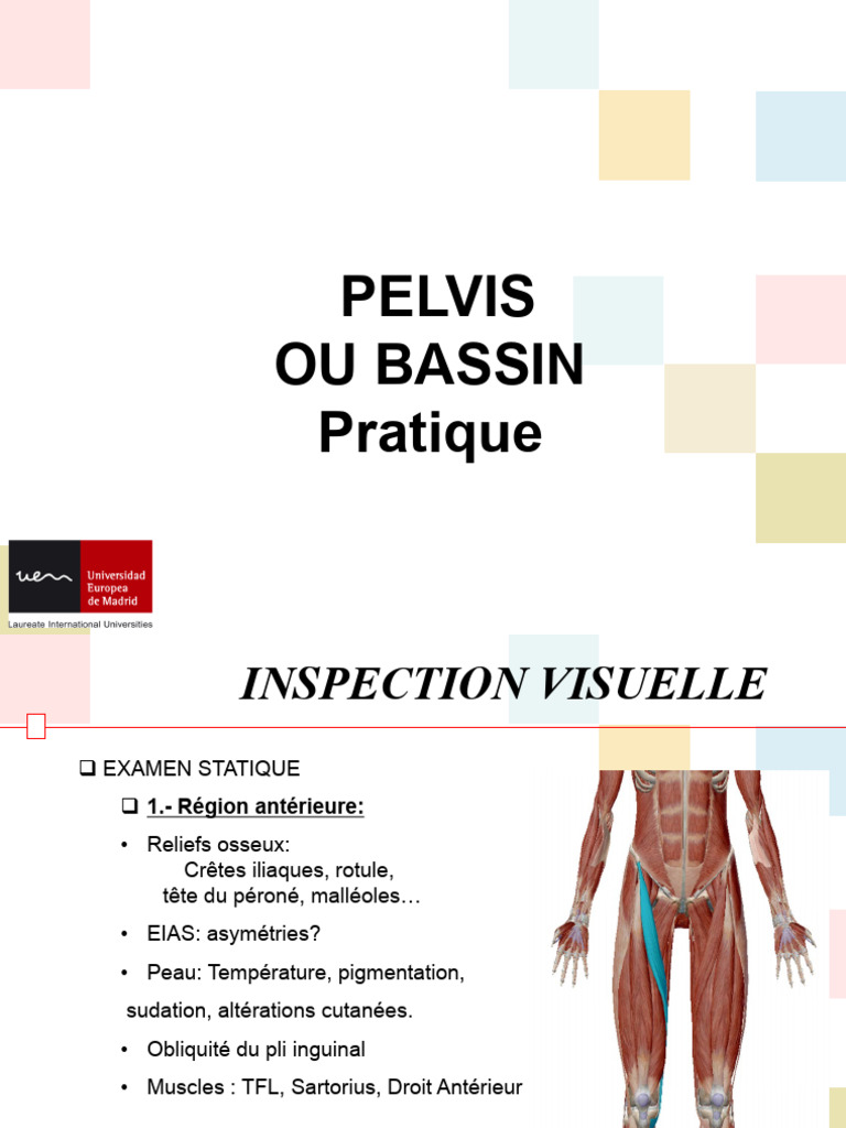 Inspection et Kinésithérapie du Bassin | PDF | Genou | Jambe humaine