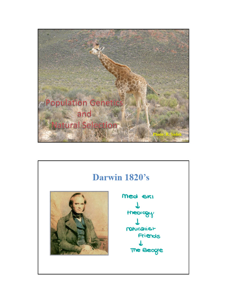Darwin's Natural Selection Explained | PDF | Natural Selection ...