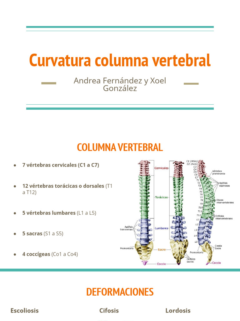 Curvaturas y deformaciones de la columna | PDF