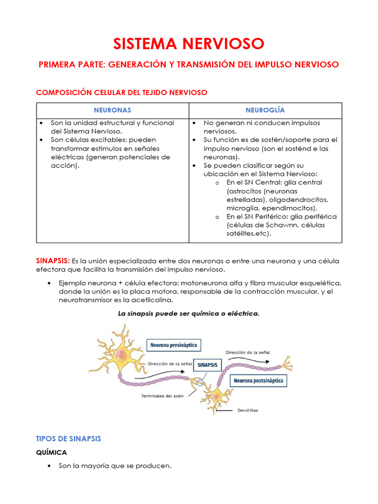 Sistema Nervioso 1 - Fisiología | PDF | Sinapsis | Axon