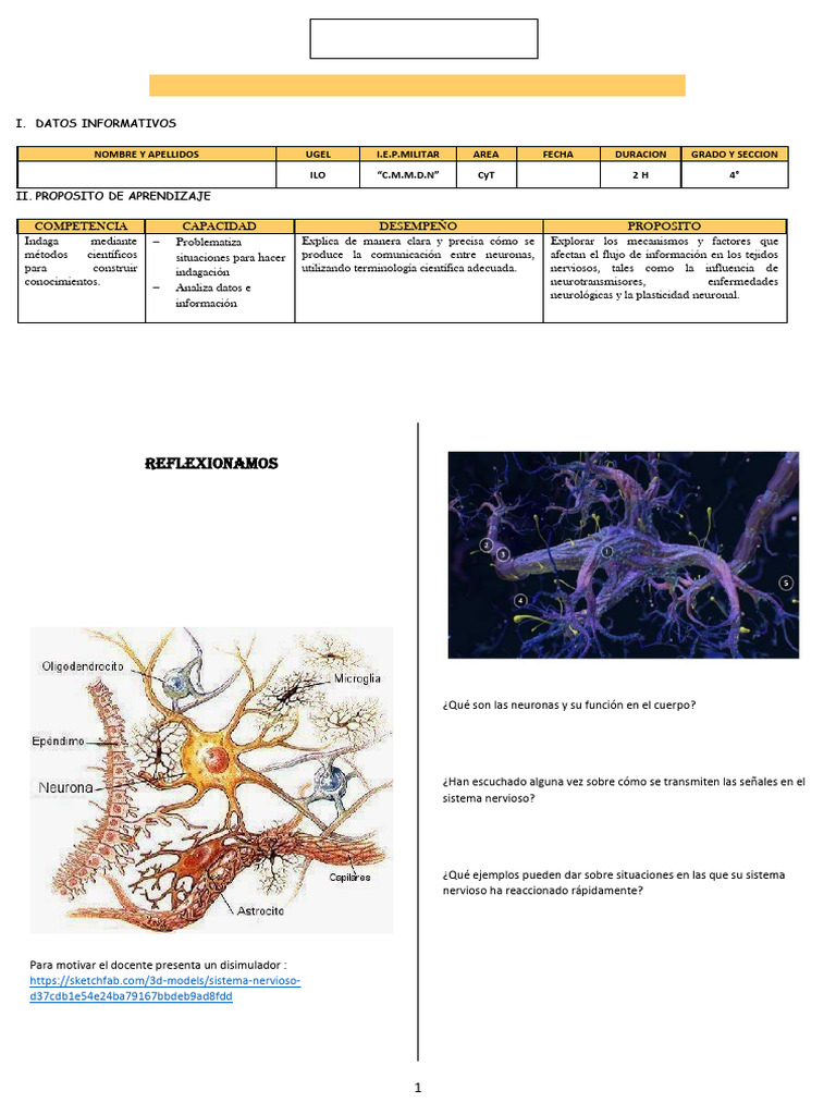 Flujo de Información en Neuronas | PDF | Sistema nervioso | Neurona