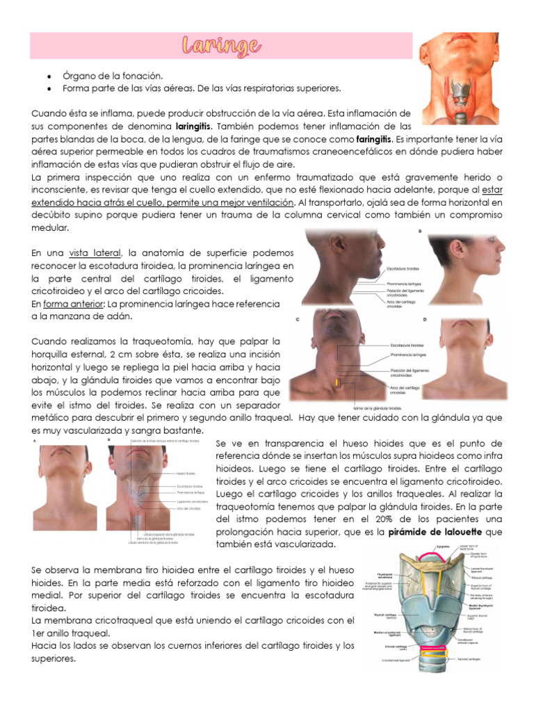 Laringe | PDF | Laringe | Cabeza y cuello humanos
