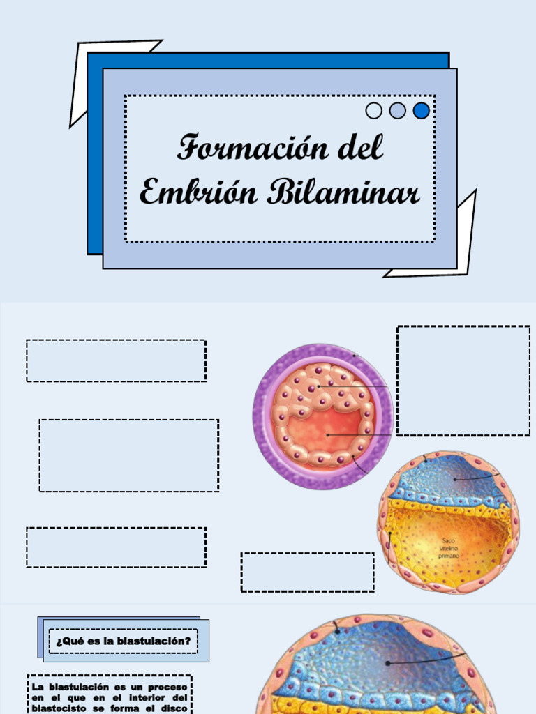 Blastulacion y Gastrulacion | PDF | Embrión | Placenta