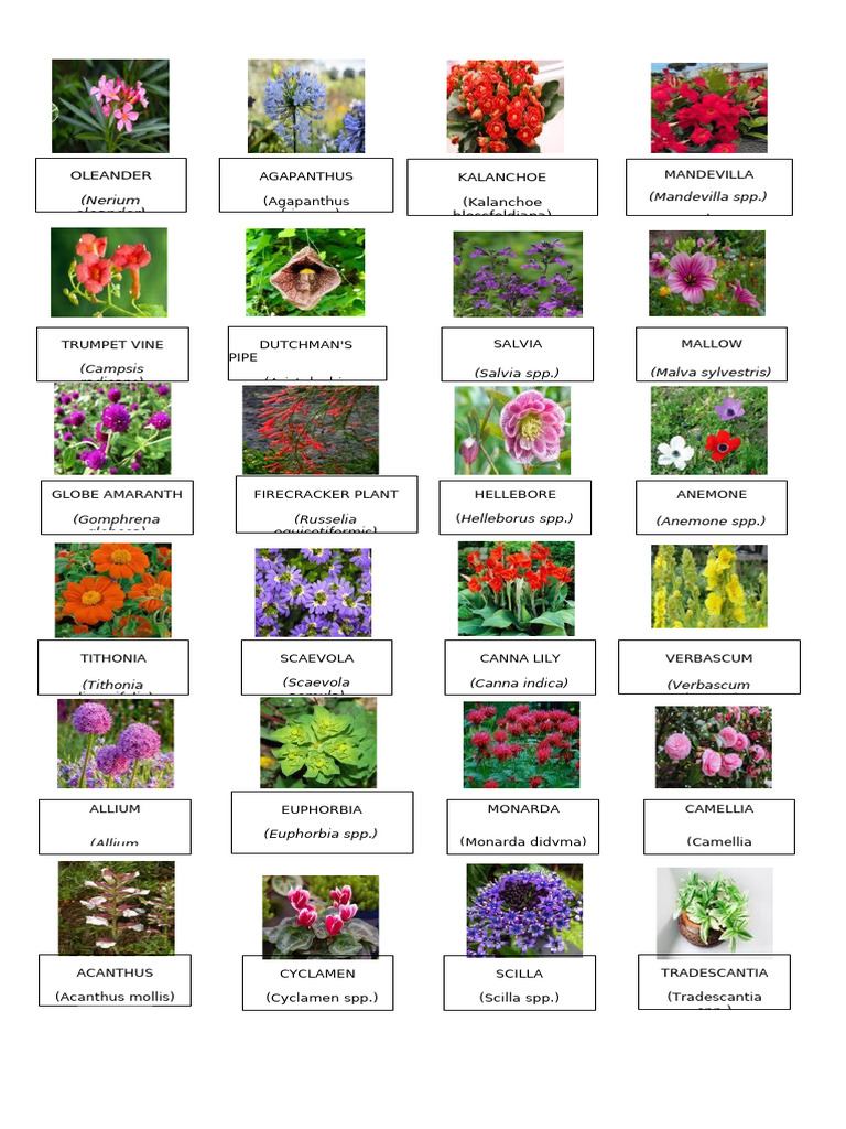 Diverse Flowering Plants Guide | PDF