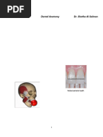 Anatomy of Maxillary Central Incisor | PDF | Dental Anatomy | Dentistry ...