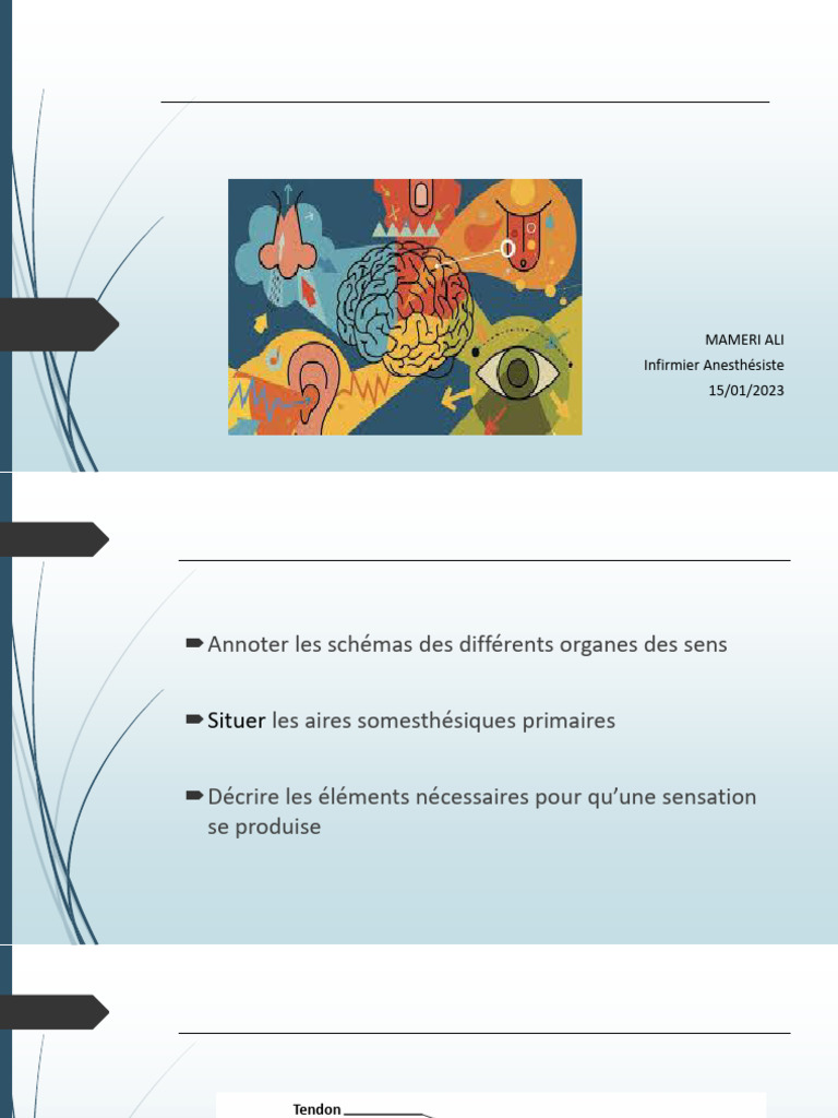 Comprendre le système sensoriel | PDF | Sens (physiologie) | Somesthésie