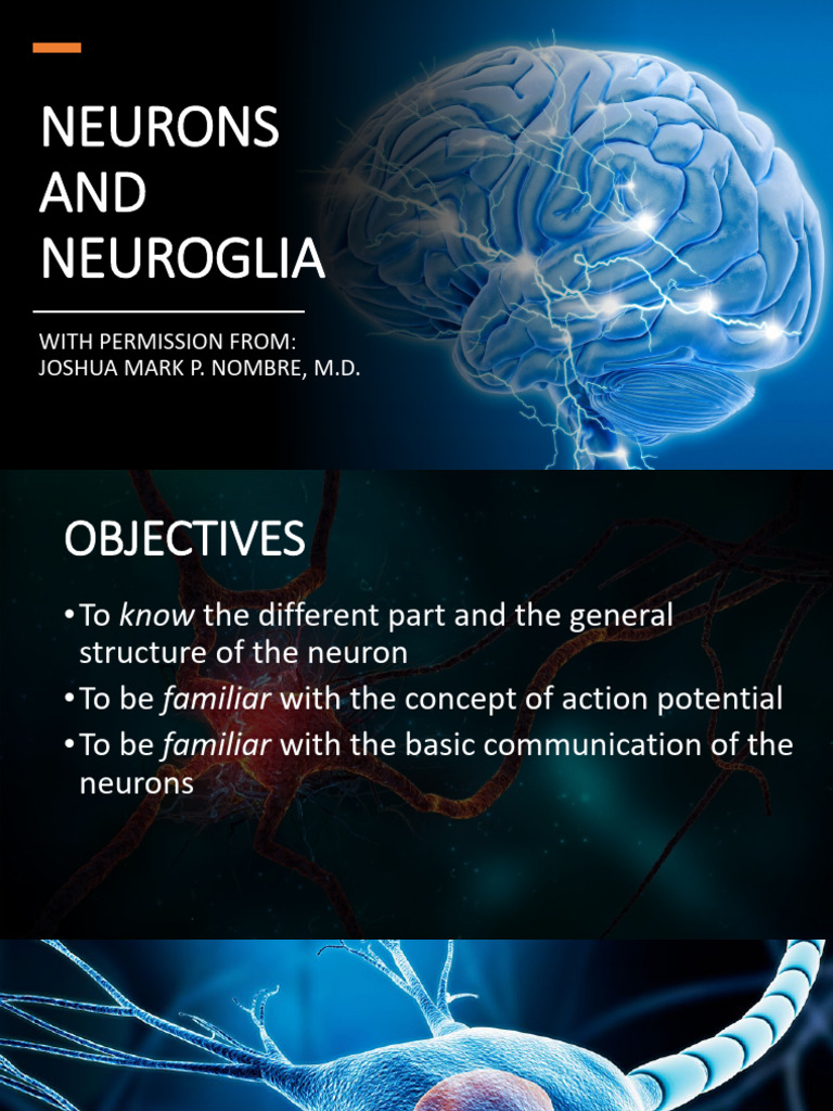 2 Neurons and Neuroglia | PDF | Neuron | Synapse