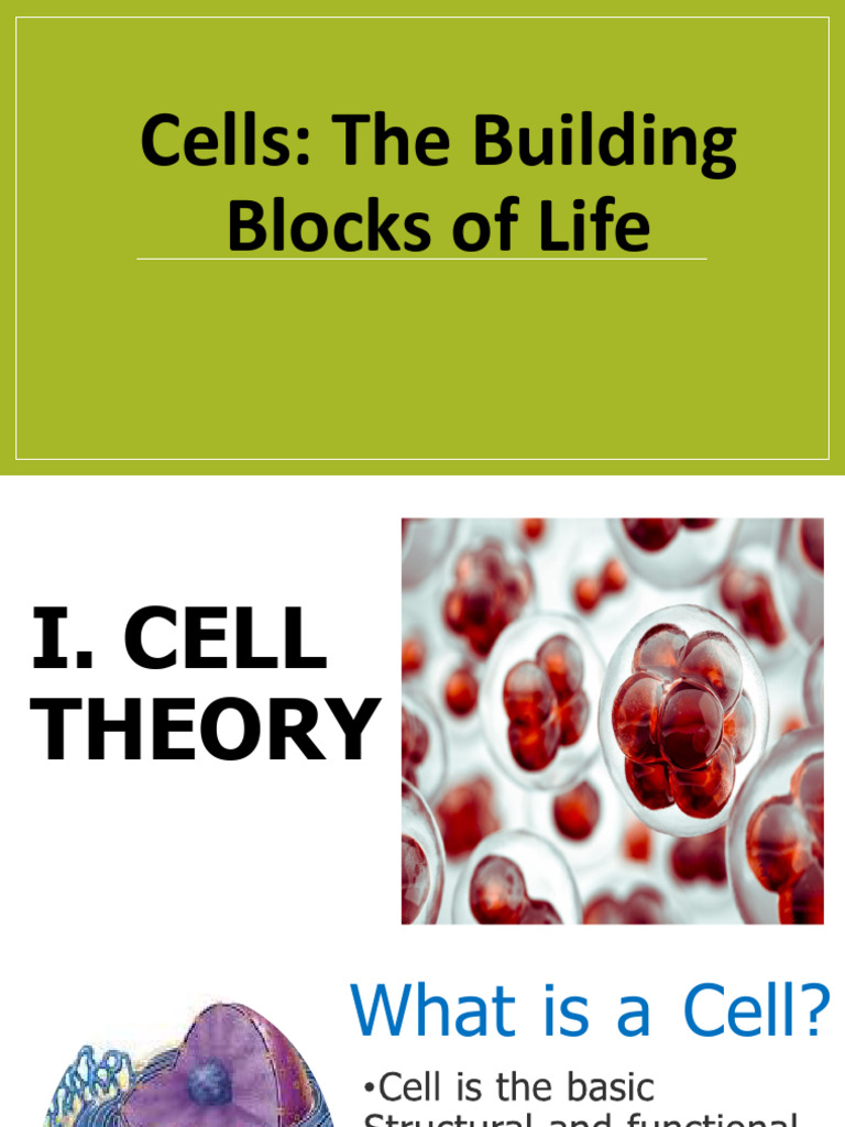 1ST Cell Structure Notes | PDF | Cytoplasm | Cell Membrane