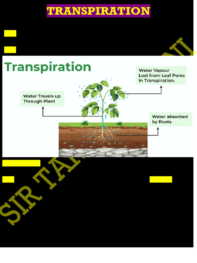 Transpiration | PDF | Stoma | Leaf