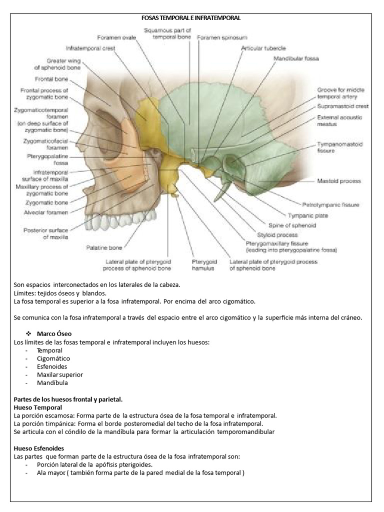 Anatomía de las Fosass Temporal e Infratemporal | PDF | Articulación ...