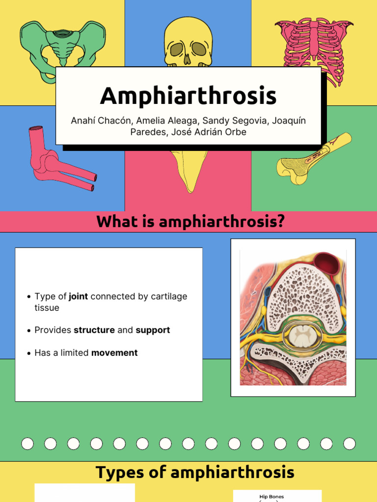 Amphi Arthrosis | PDF | Pelvis | Musculoskeletal System