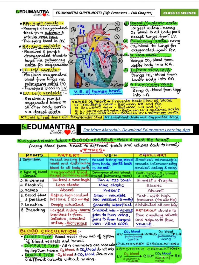 Class 10 Science Heart & Blood Circulation Notes | PDF | Vein | Heart