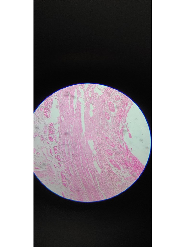 Histology Slides 2 Pdf