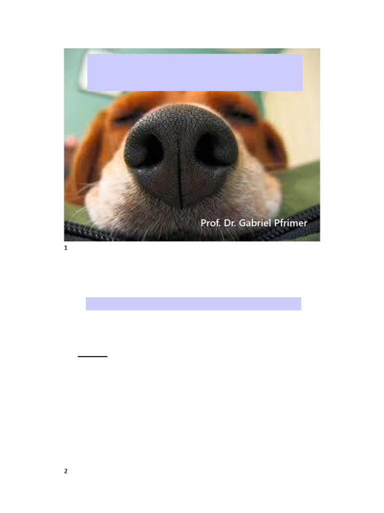 Aula 2 Anatomia Respiratório Cavidade Nasal E Laringe Pdf