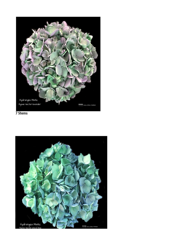 Mystic Hydrangea Wffsa | PDF