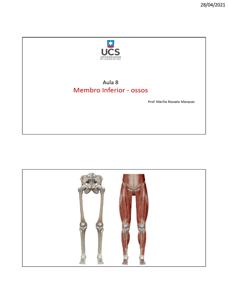 Anatomia dos Ossos do Membro Inferior | PDF | Joelho | Quadril