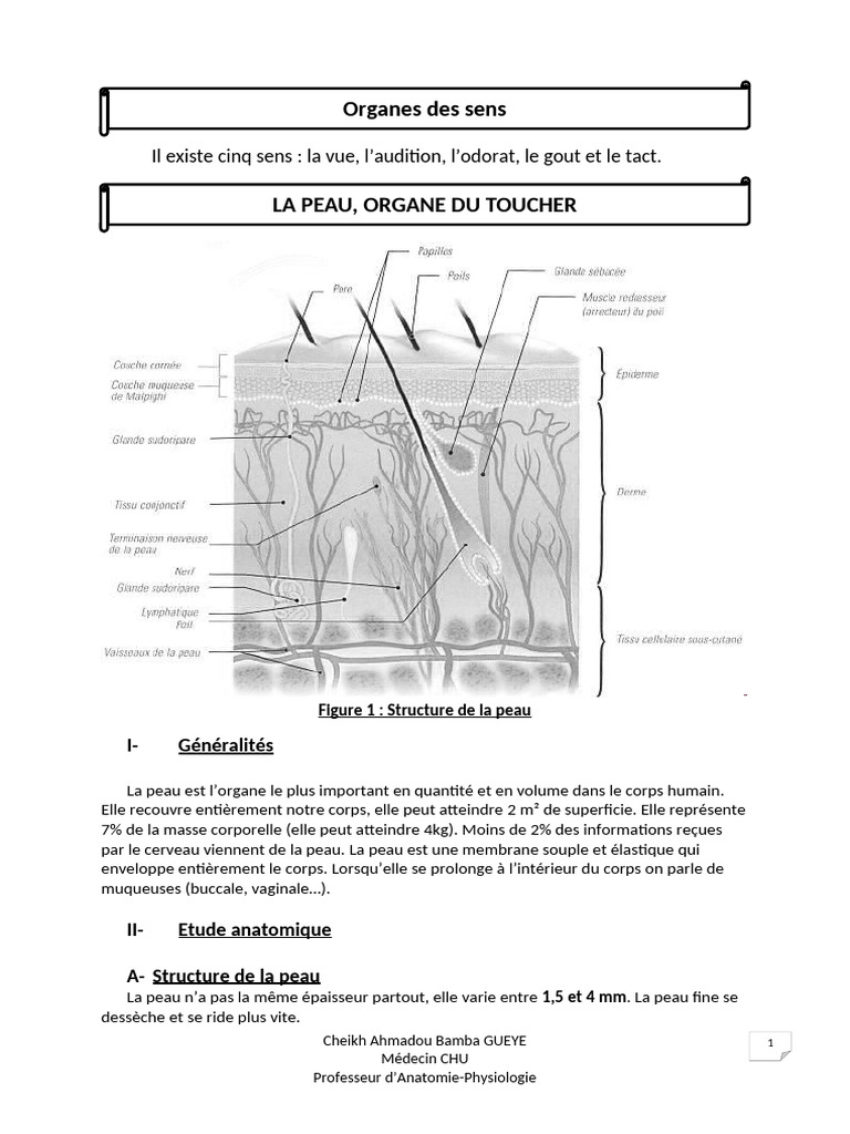 Anatomie et physiologie des sens humains | PDF | Langue | Oreille