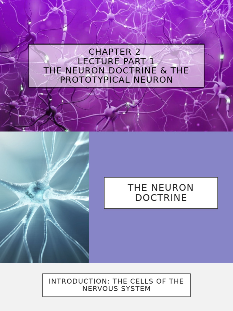 Chapter 2 - 1.8.24 and 1.10.24 | PDF | Gene | Neuron