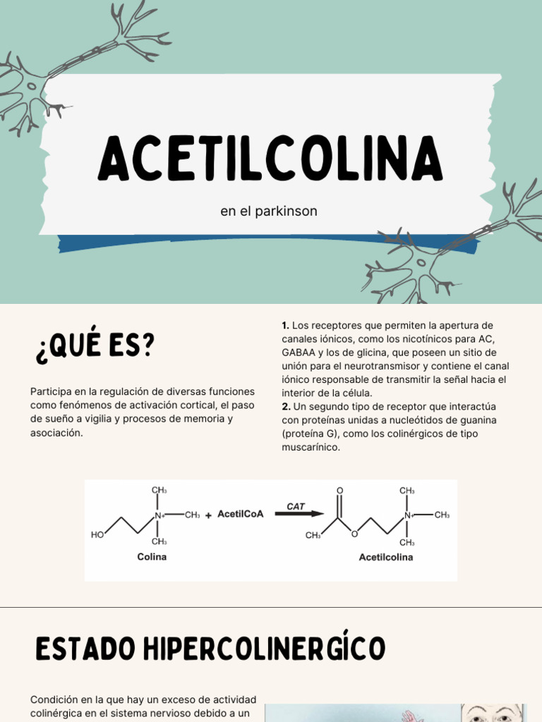 ACETILCOLINA | PDF | Acetilcolina | Neuroquímica