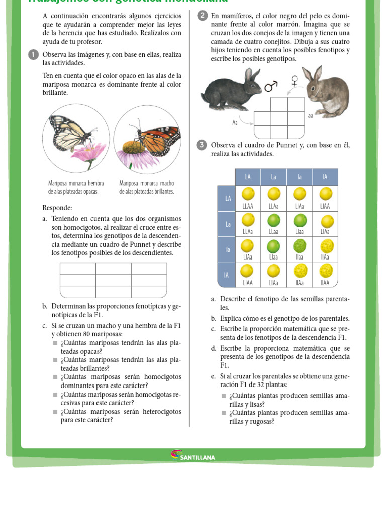 LEYES DE MENDEL ACTIVIDADES 2DO BACHILLERATO (1) PDF Evolución