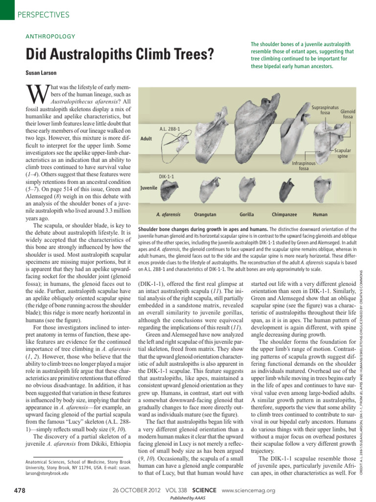 Did Australopiths Climb Trees | PDF | Chirality (Chemistry) | Bipedalism