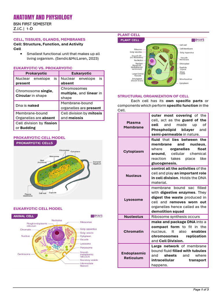 Understanding PMAT in Cell Division | PDF | Mitosis | Cell (Biology)