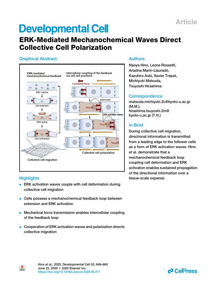 Hirashima Cell Force Oscillations & ERK Activity On Collective Cell ...