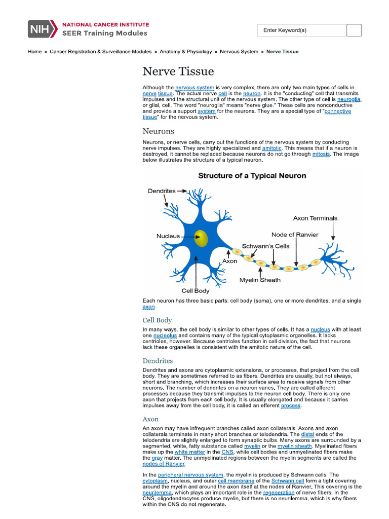 Nerve cell pdf