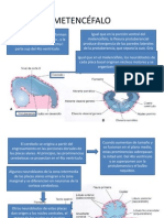 _METENCÉFALO.pptx_