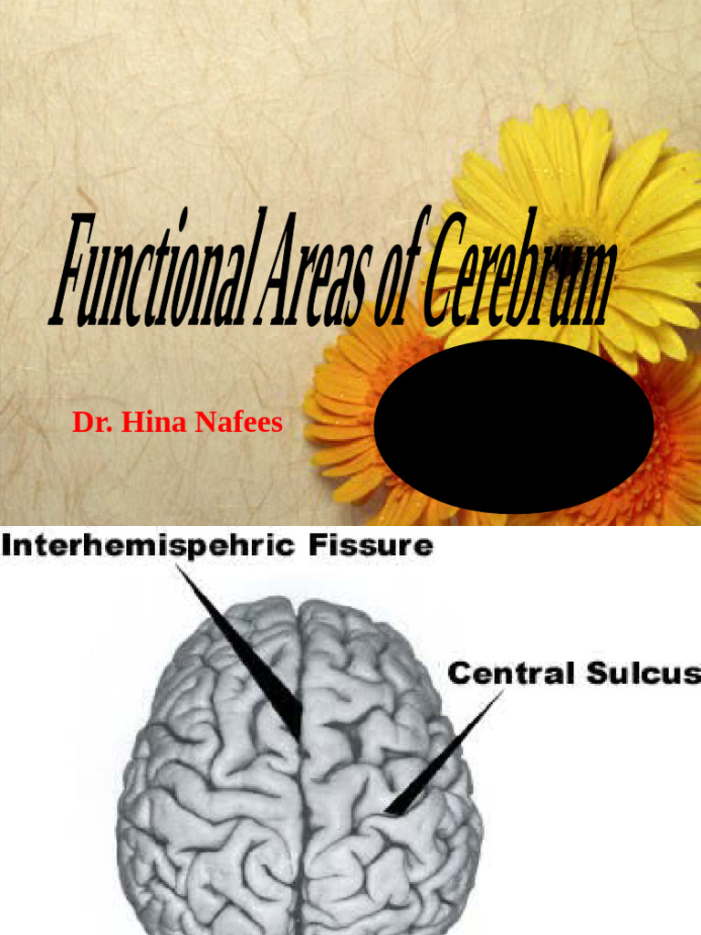 Functional Areas of the Cerebral Cortex | PDF | Frontal Lobe | Neuroscience