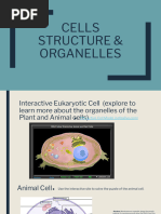 Animal Cell Diagram | PDF