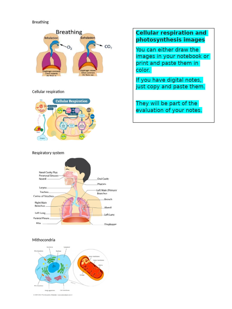 Cellular Respiration and Photosynthesis Image | PDF | Self-Improvement ...