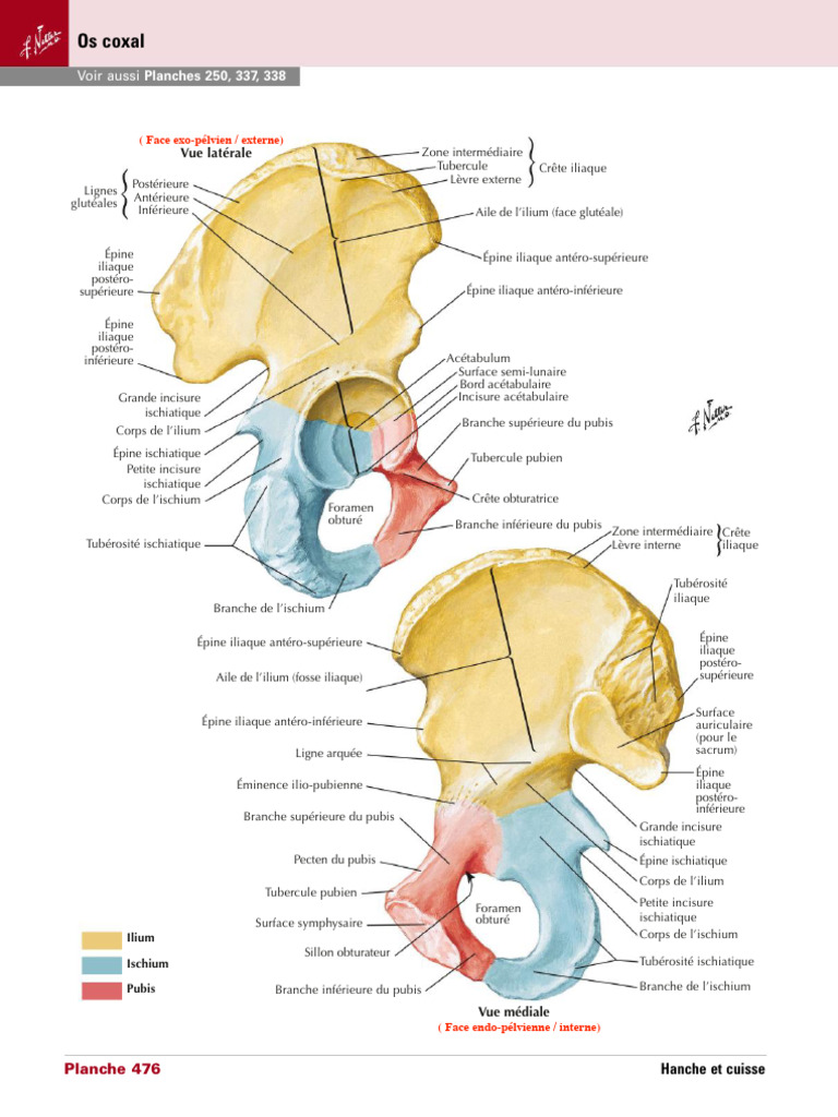 Anatomie de l'Os Coxal et Éléments Clés | PDF | Système squelettique ...