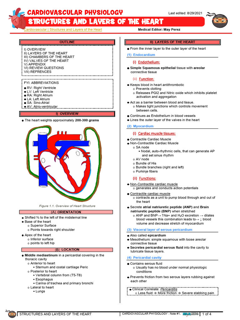 Heart Structures and Layers Explained | PDF | Heart Valve | Atrium (Heart)