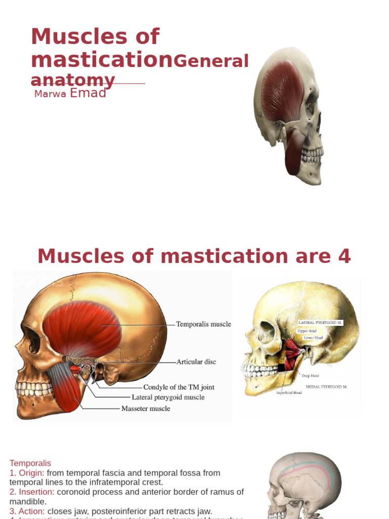 Head and Neck Anatomy | PDF