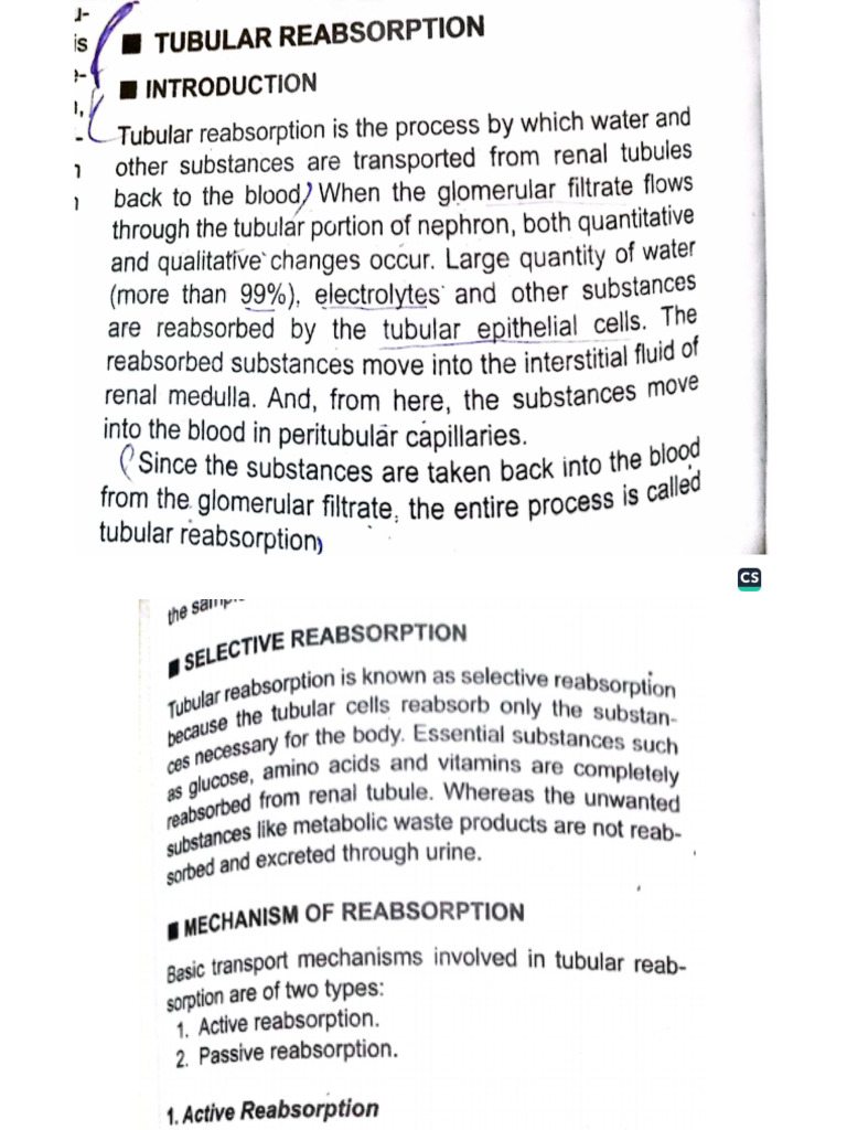 Physiology of Urine Formation | PDF