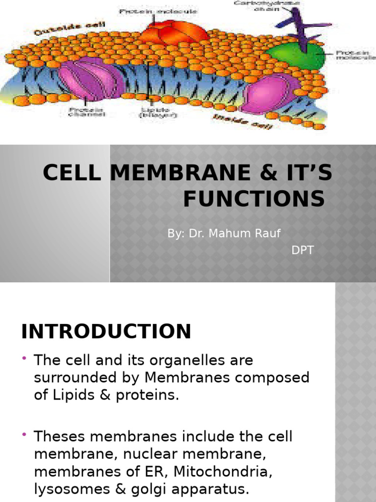 Cell Membrane Structure & Functions | PDF | Cell Membrane | Cell (Biology)
