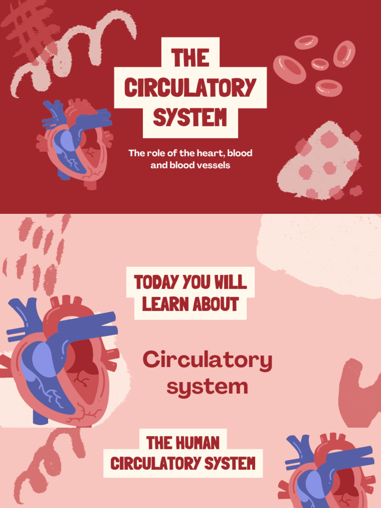 The Circulatory System Education Presentation in 0 Hand Drawn Lightly ...