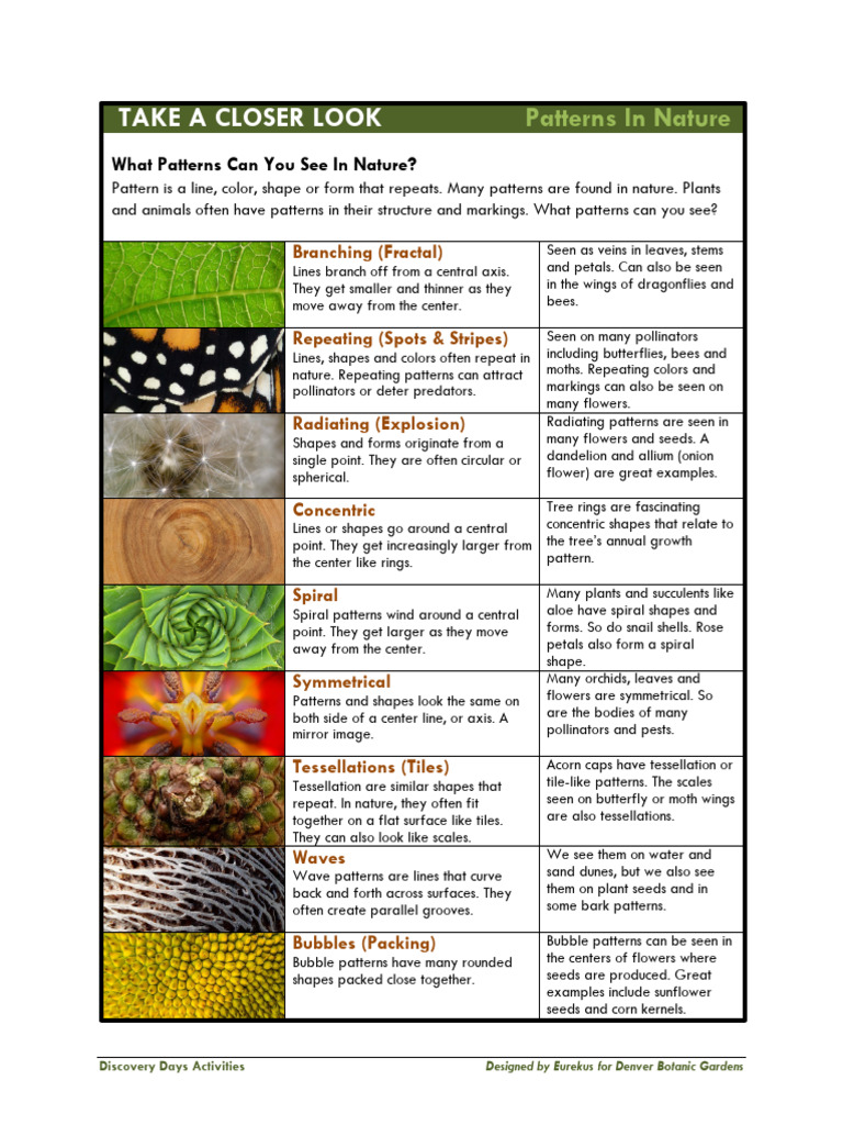 Patterns+in+Nature+Handout | PDF | Pattern | Flowers