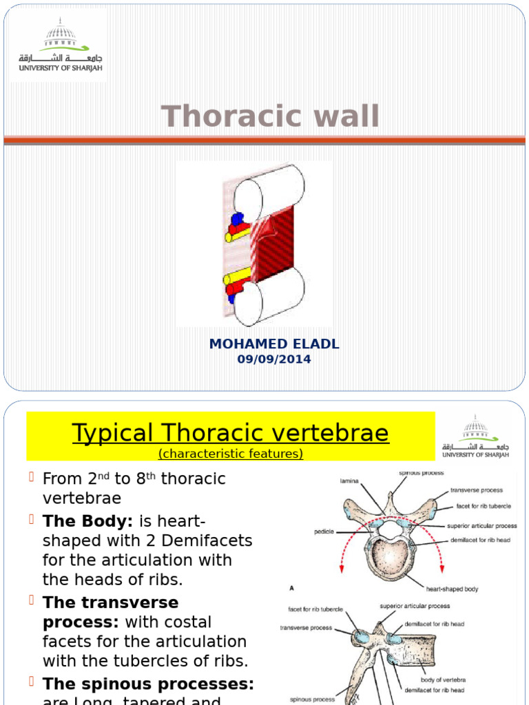 2 Thoracic Wall | PDF | Vertebra | Thorax (Human Anatomy)