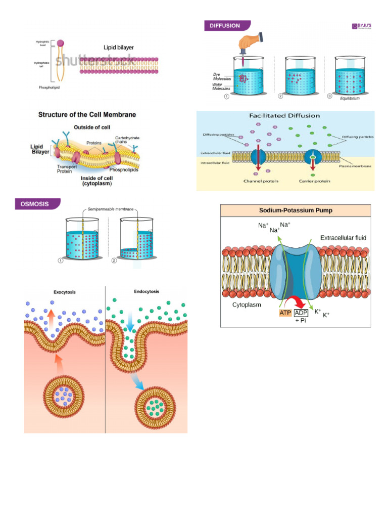 Cells and Its Structure | PDF