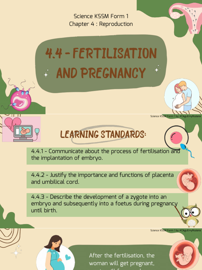 Fertilisation to Fetus Development Guide | PDF | Human Reproduction ...
